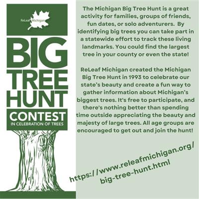 Big Tree Hunt